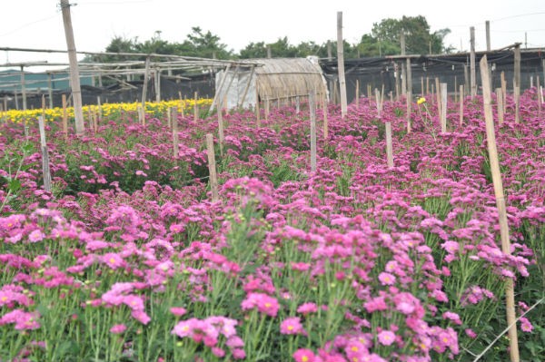 Tay Tuu flower village in Spring  - ảnh 2